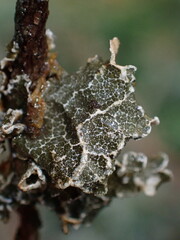 Lobaria anomala