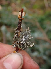 Lobaria anomala