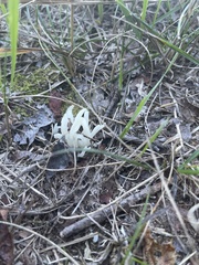 Clavaria fragilis