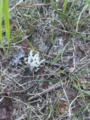 Clavaria fragilis