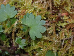 Romanzoffia sitchensis