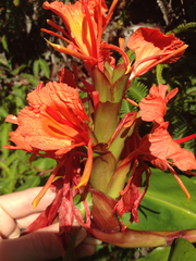 Hedychium greenii