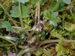 Romanzoffia sitchensis