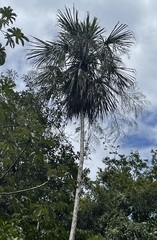 Sabal mauritiiformis