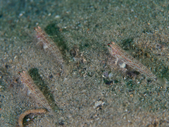 Istigobius hoesei