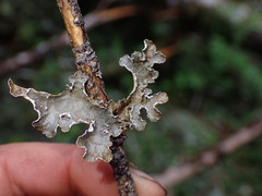 Lobaria
