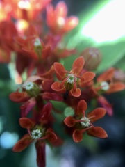Asclepias tuberosa