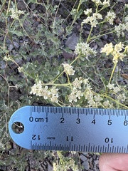 Parthenium confertum