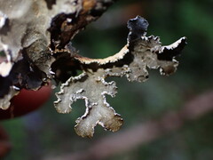 Lobaria