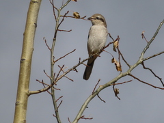 Lanius borealis