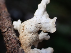 Lobaria