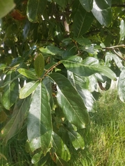 Quercus imbricaria