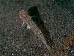 Istigobius hoesei