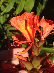 Hedychium greenii