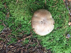 Tricholoma saponaceum