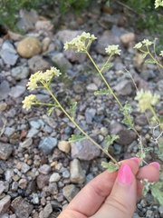 Parthenium confertum