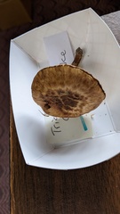 Tricholoma caligatum