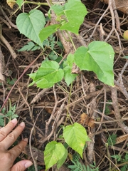 Passiflora vesicaria