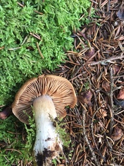 Tricholoma saponaceum