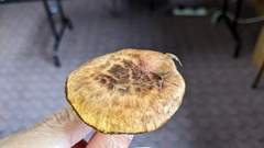 Tricholoma caligatum