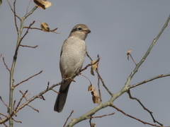 Lanius borealis