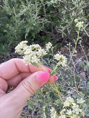 Parthenium confertum