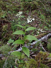 Streptopus lanceolatus