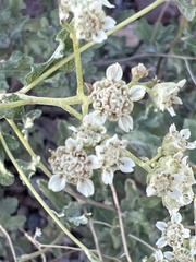 Parthenium confertum