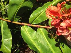 Hedychium greenii
