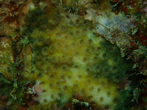 Cyphastrea serailia observed 2022-09-17