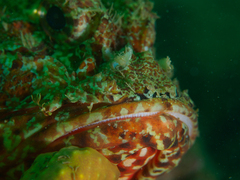 Scorpaena jacksoniensis