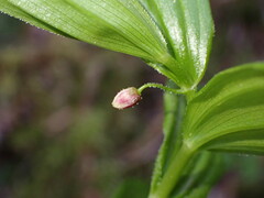 Streptopus lanceolatus