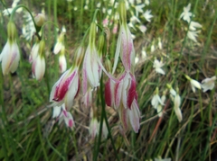 Leucocoryne alliacea