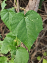 Passiflora vesicaria