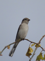 Lanius borealis