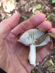 Russula fragilis