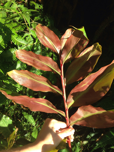Hedychium greenii