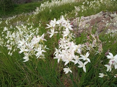Leucocoryne alliacea