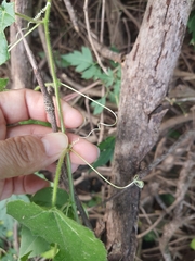 Passiflora vesicaria