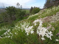 Leucocoryne alliacea