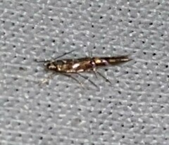 Cosmopterix pulchrimella