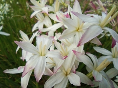 Leucocoryne alliacea