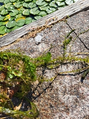 Egeria densa