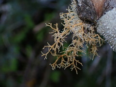 Sphaerophorus venerabilis