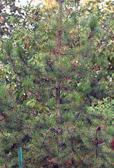 Pinus contorta