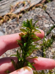 Egeria densa