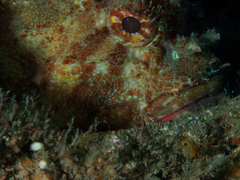 Scorpaena jacksoniensis