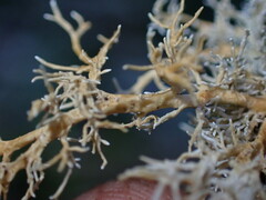 Sphaerophorus venerabilis