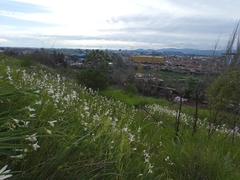 Leucocoryne alliacea