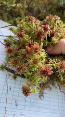 Sphagnum magellanicum